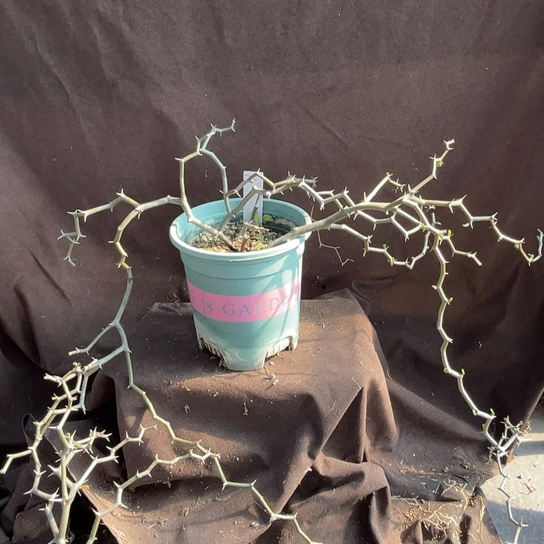 汤圆植物弯曲龙D6