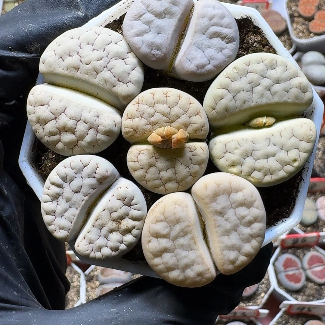生石花2:：：：。  31