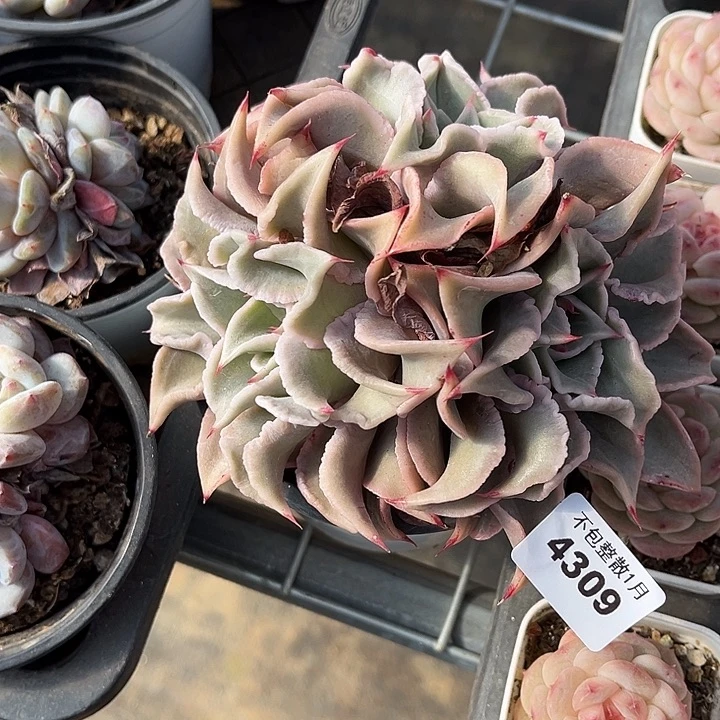 阿雅园艺。       4309饺子皮