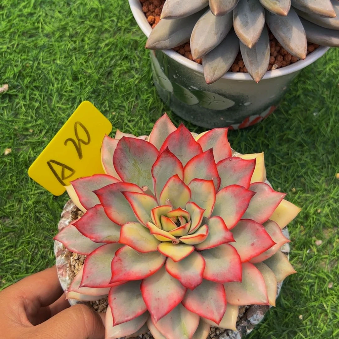 双****廴月光多肉植物