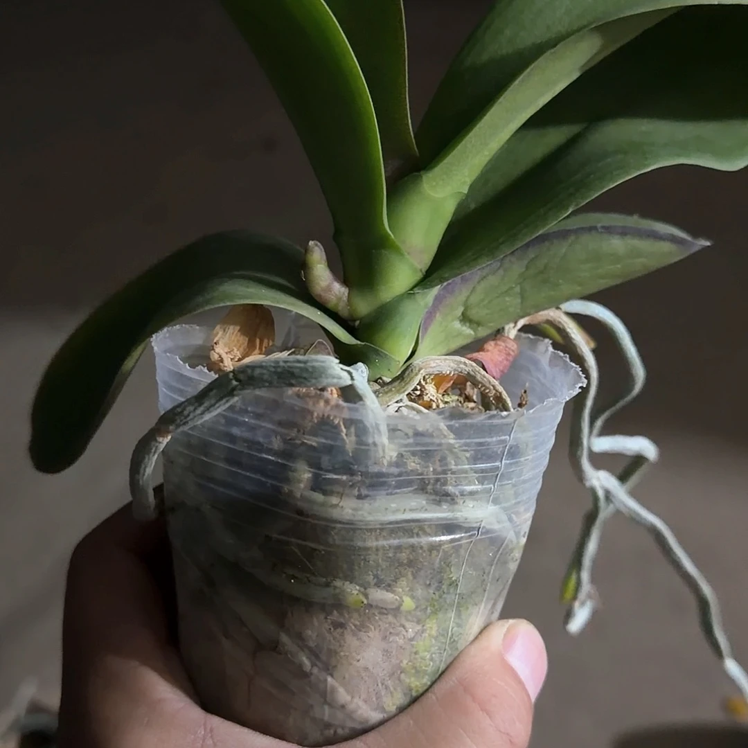 无花朵2.8带梗果荚苗