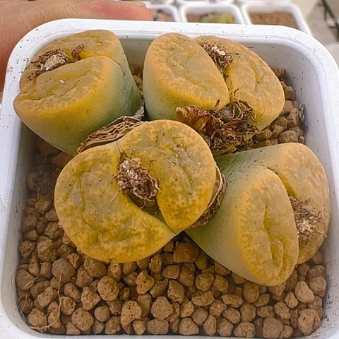 【闪购商品】22585