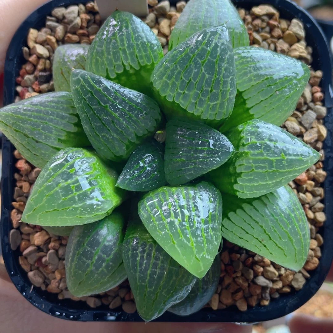 19.十二卷多肉亲指姬寿。     