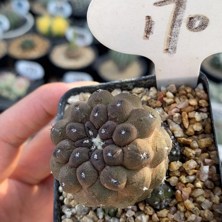 170号实生蜥蜴皮