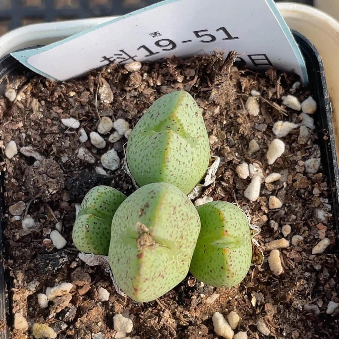 19-51紫式部多肉植物