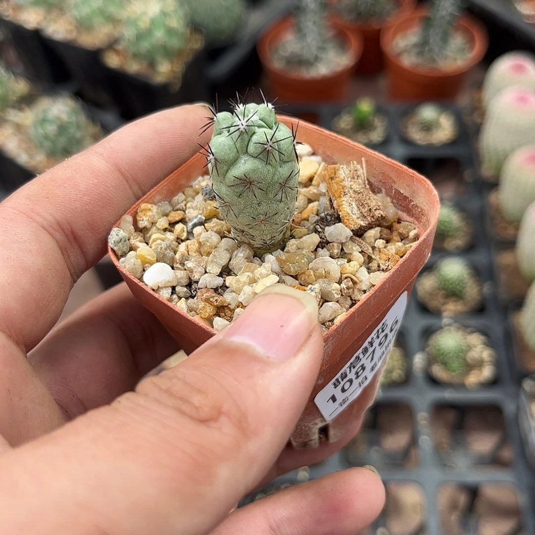 黄***瑞108796一物一拍单头发货