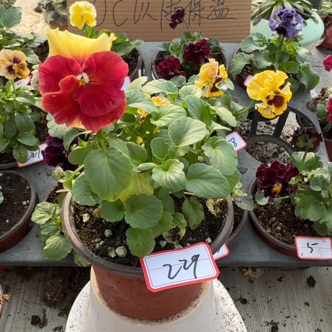 大部分花苞少量开放229