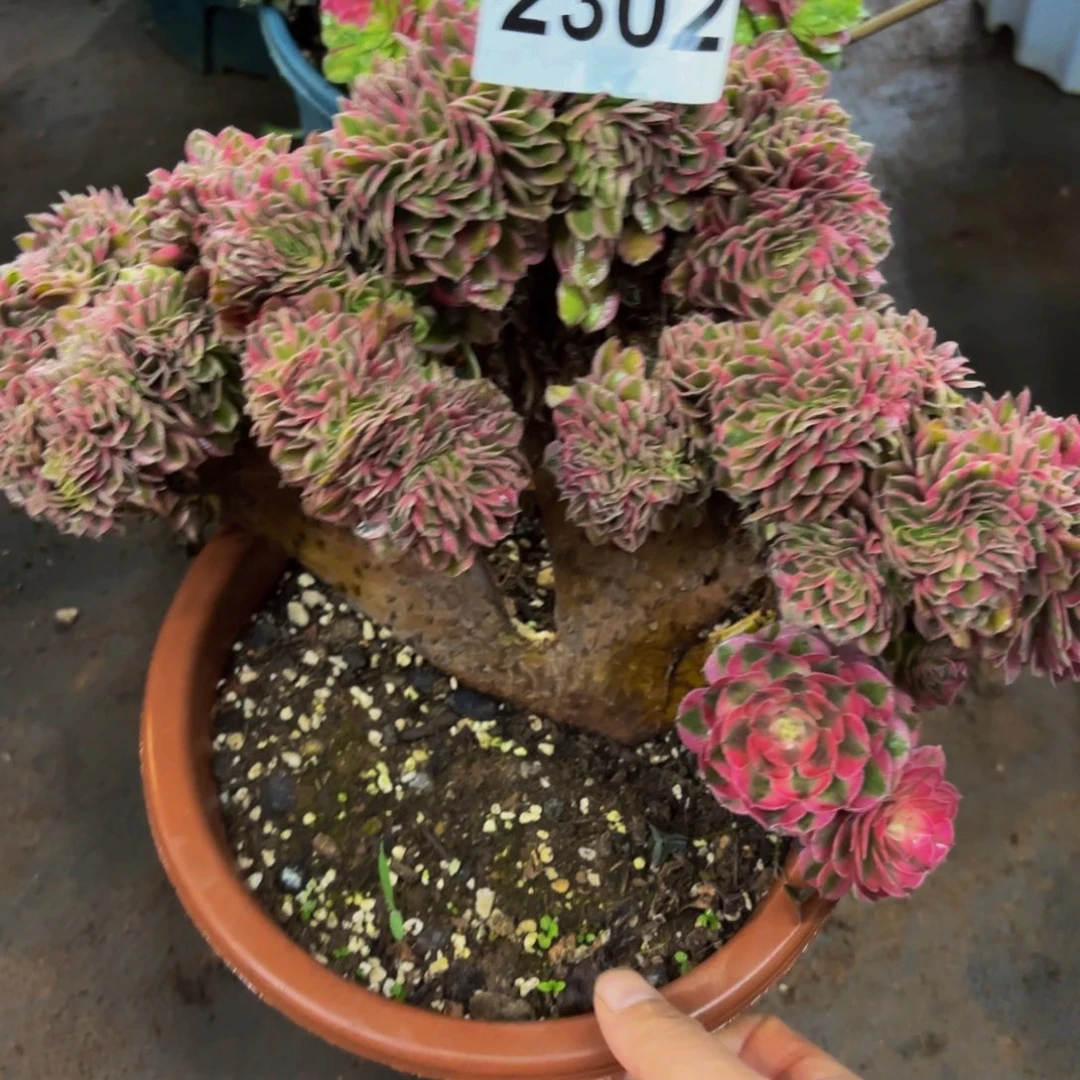 2302多肉植物倾城缀