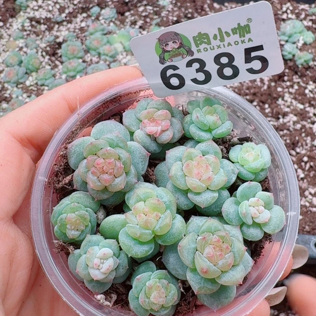 多肉植物多肉植物