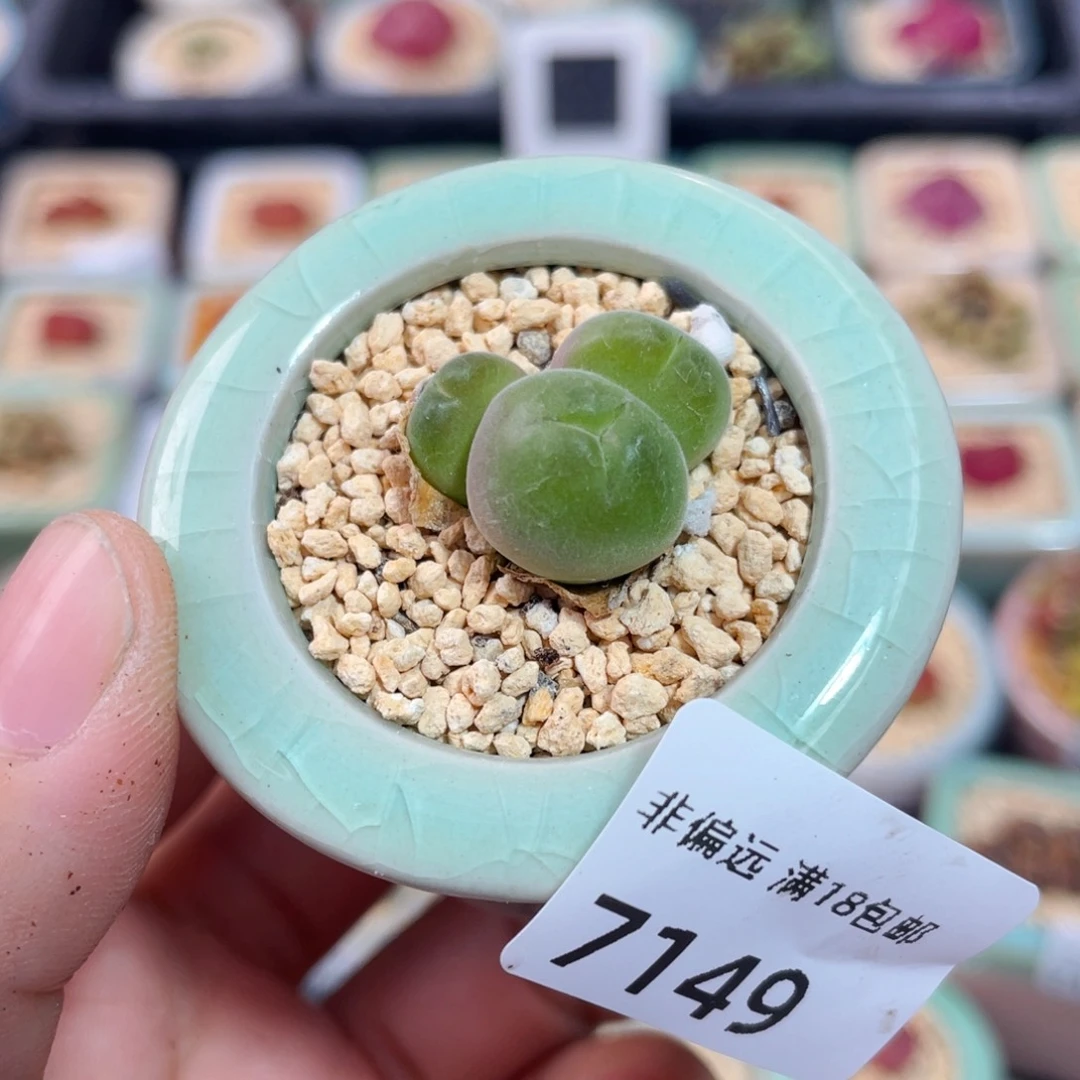 无花朵7149 -一物一拍 带盆