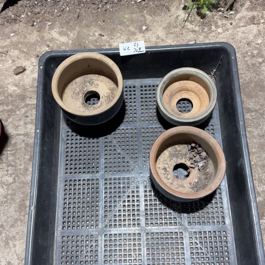 KC3个盆30元啦啦啦啦啦