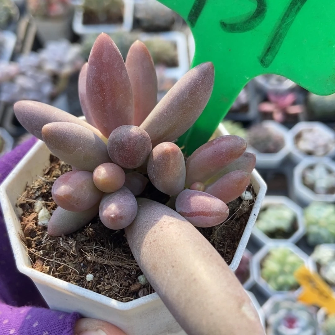 937烟花多肉植物多肉