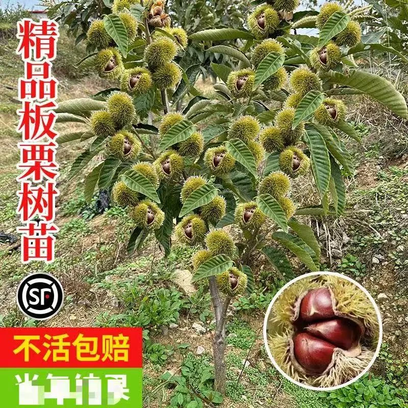 嫁接板栗树苗南北方种植栗子树板栗苗嫁接果树水果树苗