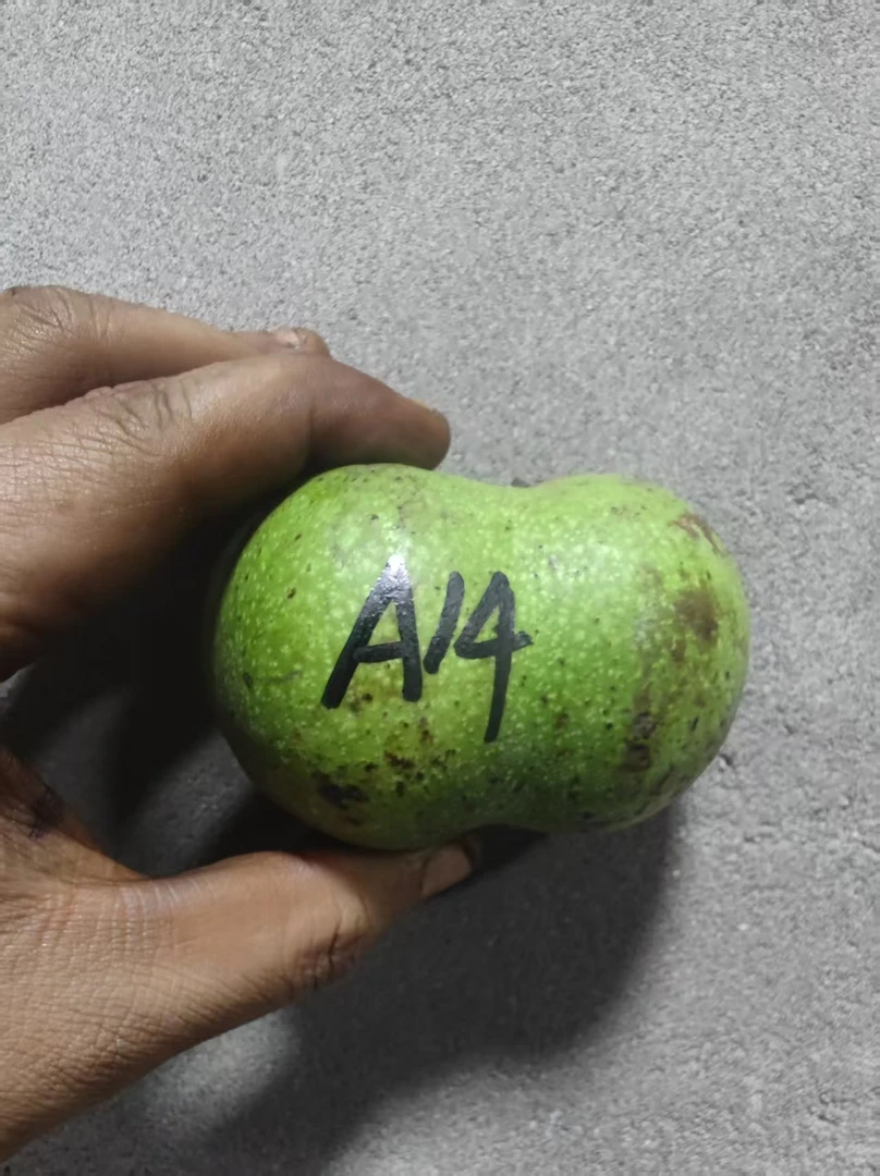 白狮半臂瓜只保品种1个---A14
