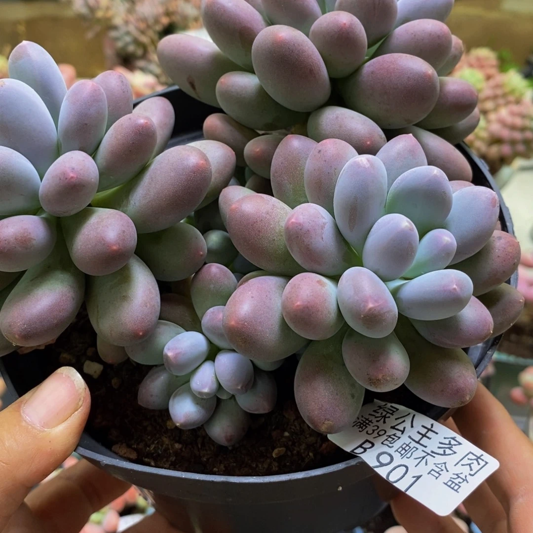 901蛋黄奶15cm多肉