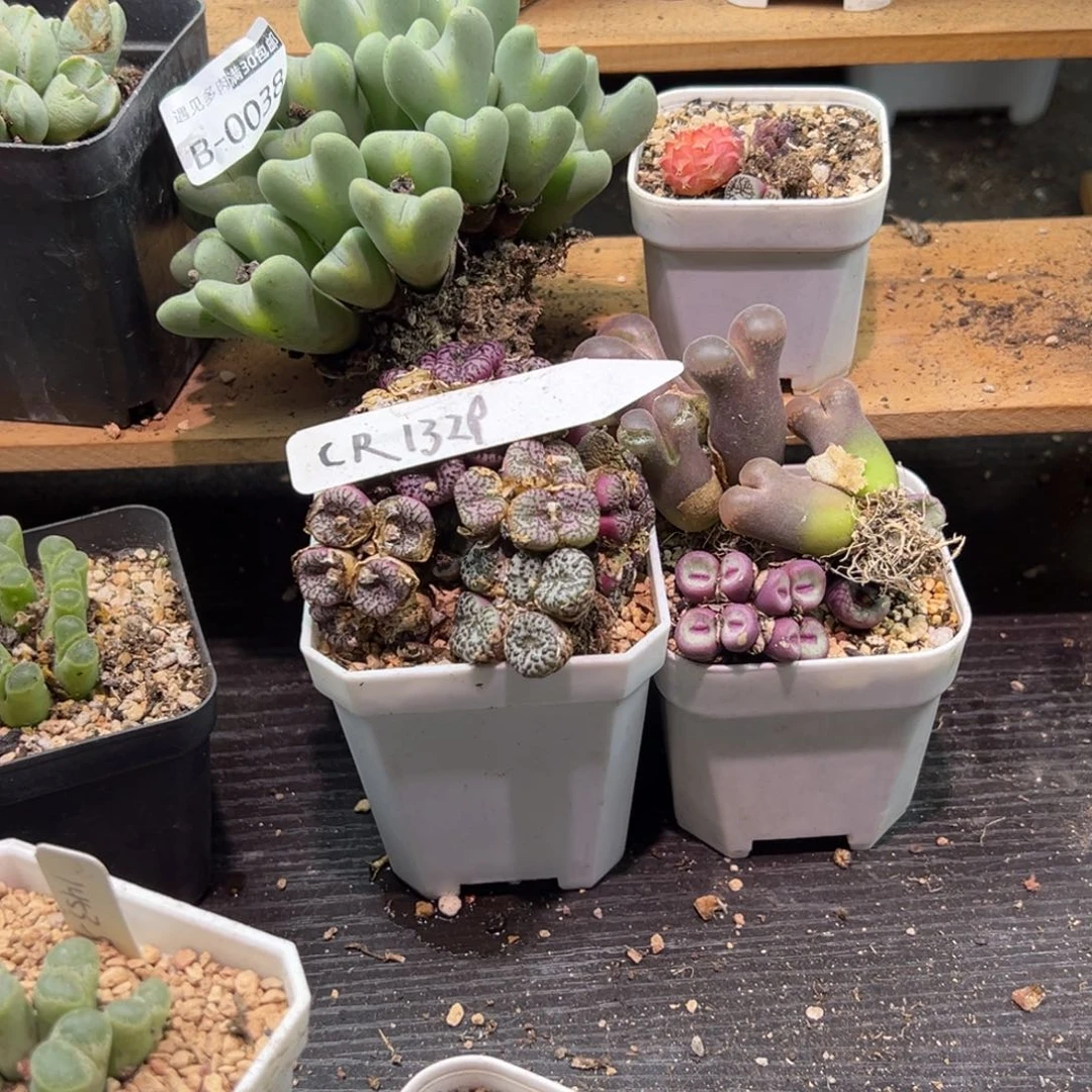 曦***曦多肉植物111111111111