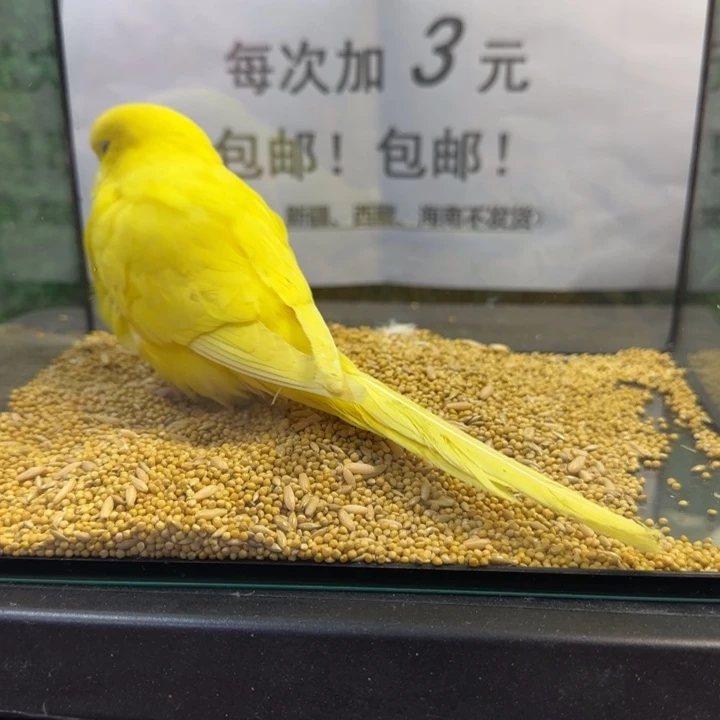 虎皮鹦鹉大头虎皮鹦鹉