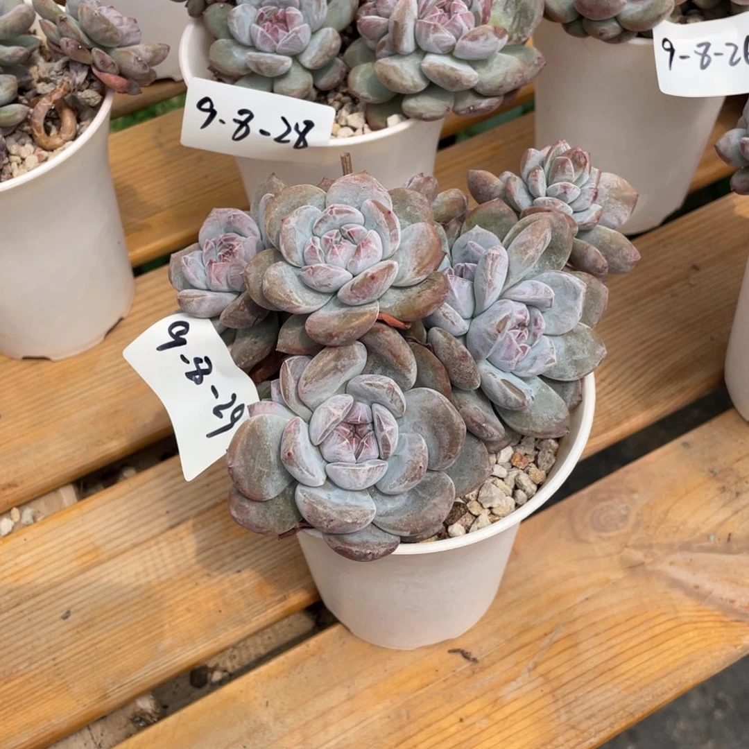 9-8-29静好多肉园艺