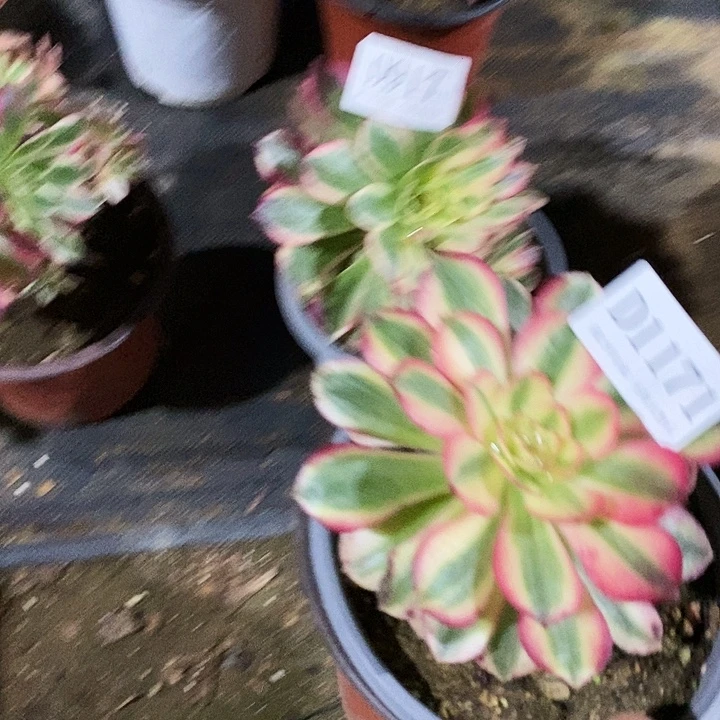 917、1171云荷荔枝多肉母本2颗