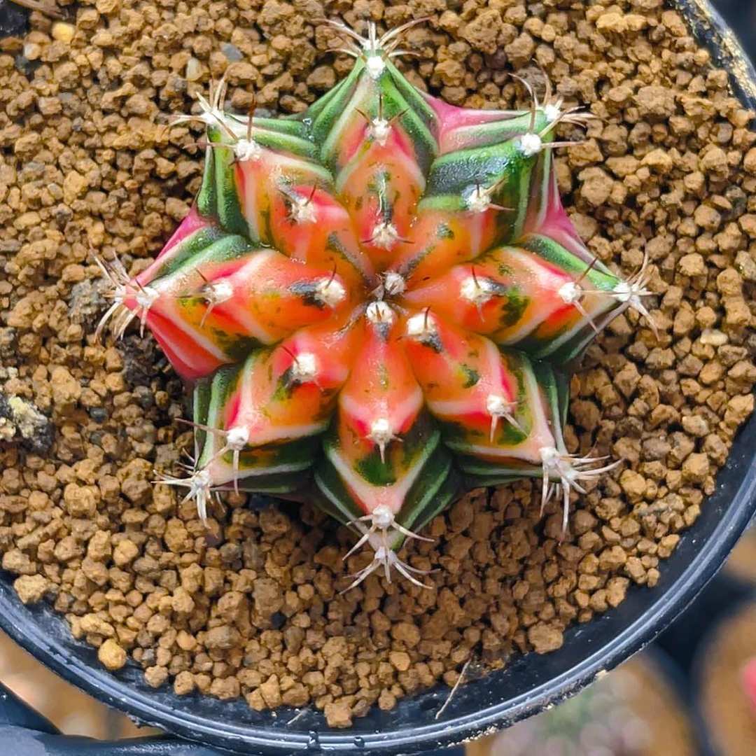 米哈009 实生 小精品 如同万花筒