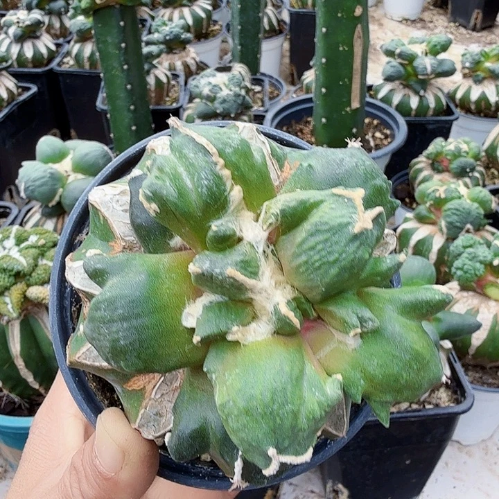 o***o完全开放叉尤连瓷蛋蛋060