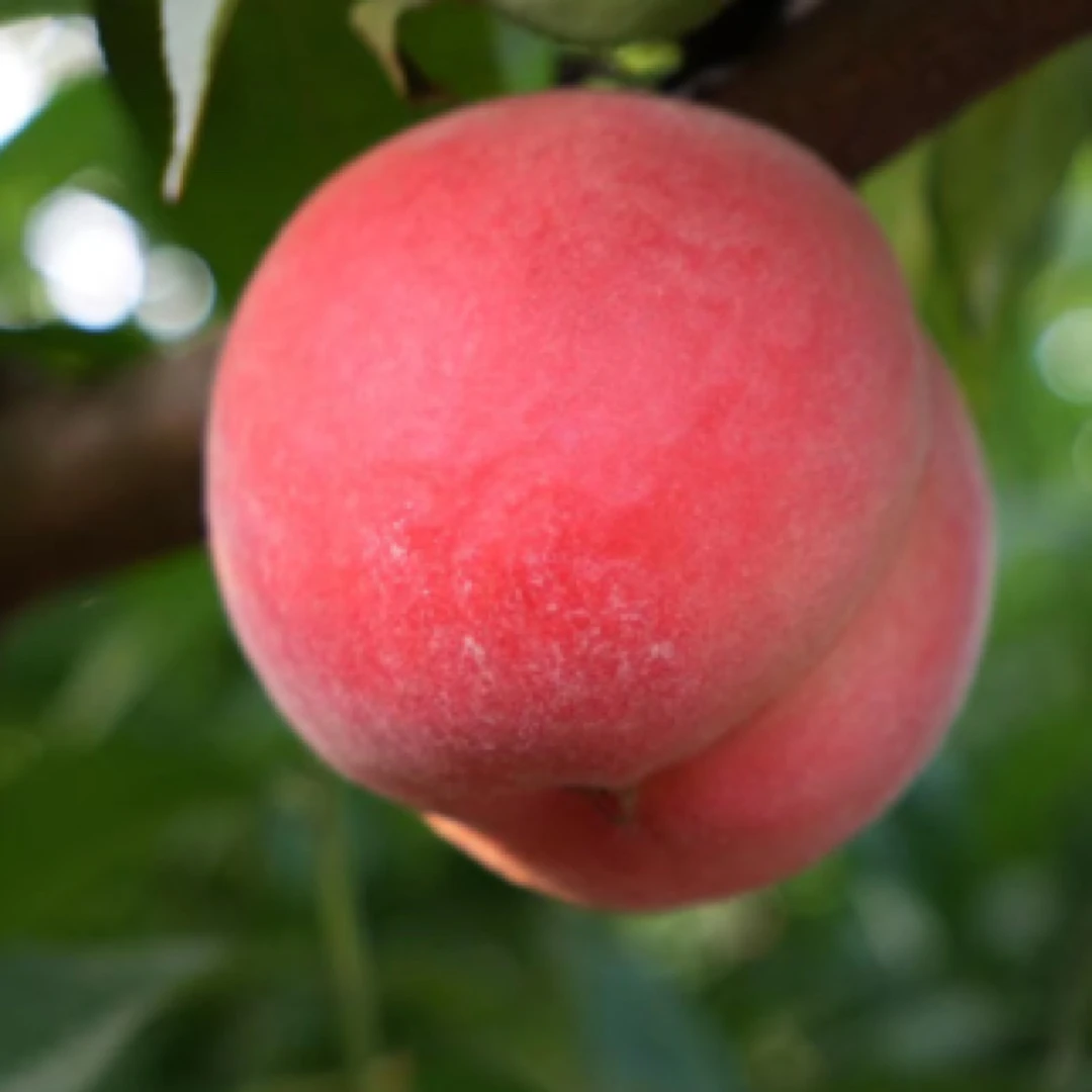 陕西红不软，脆甜可口，放不软的脆桃，纯甜口味