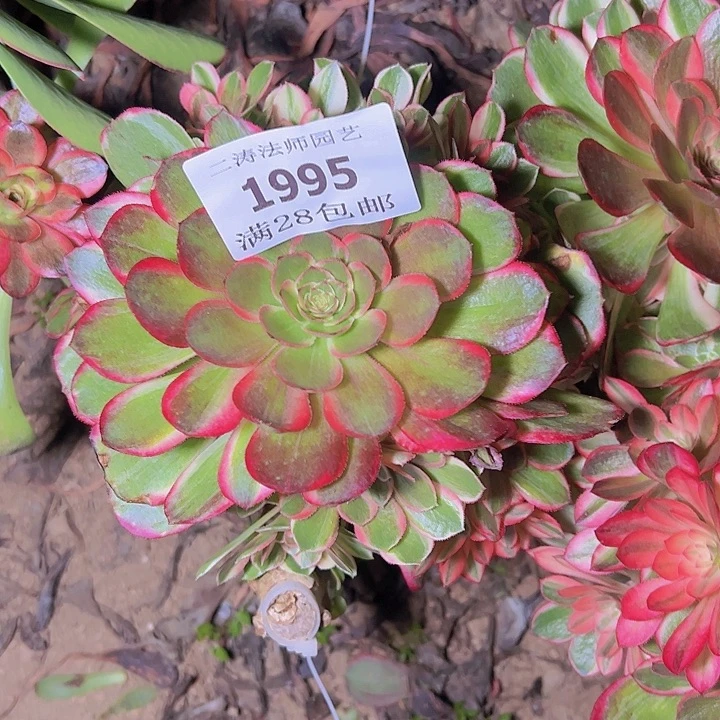 1995黑魔锦多肉植物无根