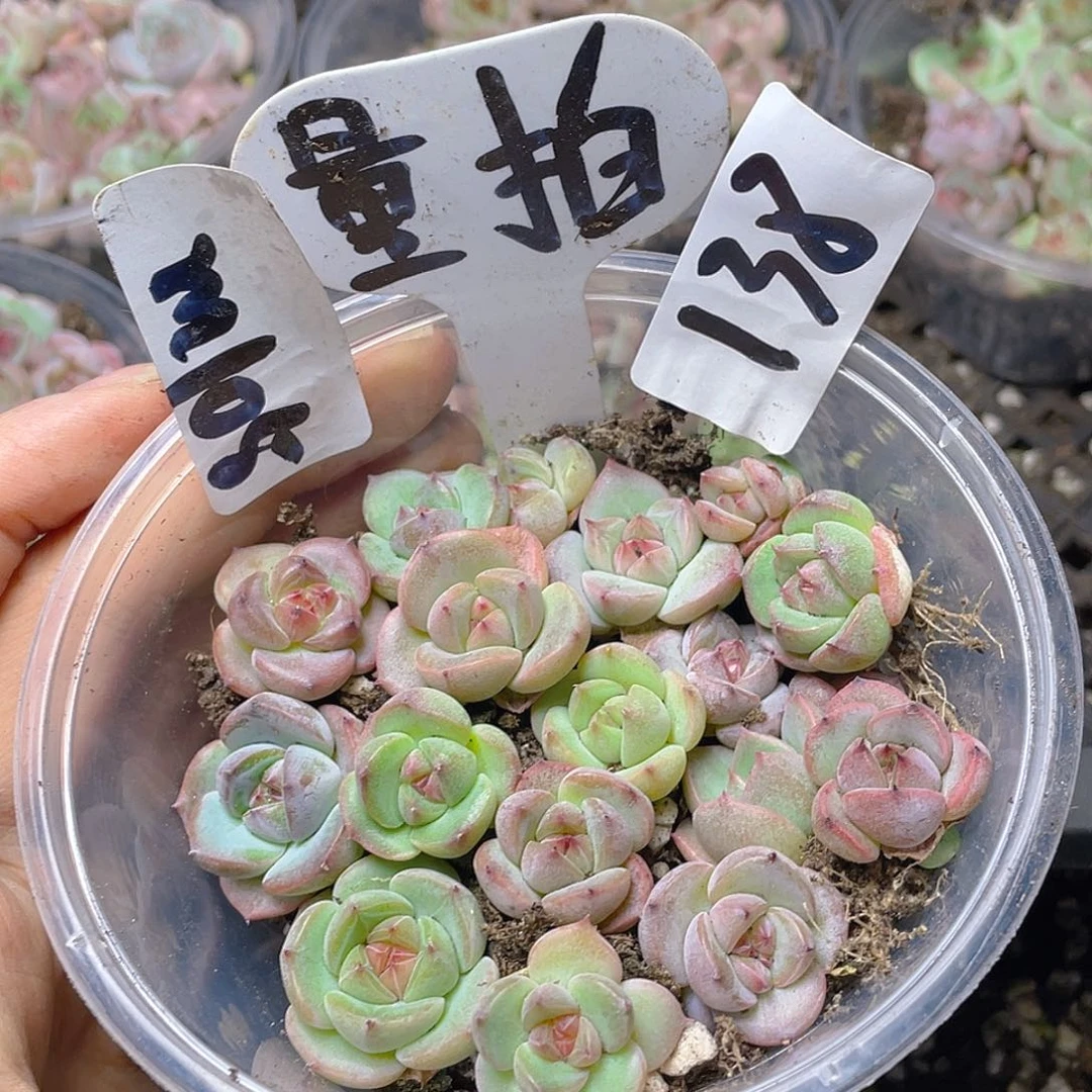 量拍多肉植物多肉植物138