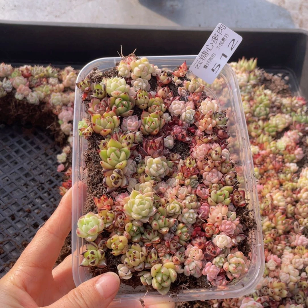 云糖心多肉植物512