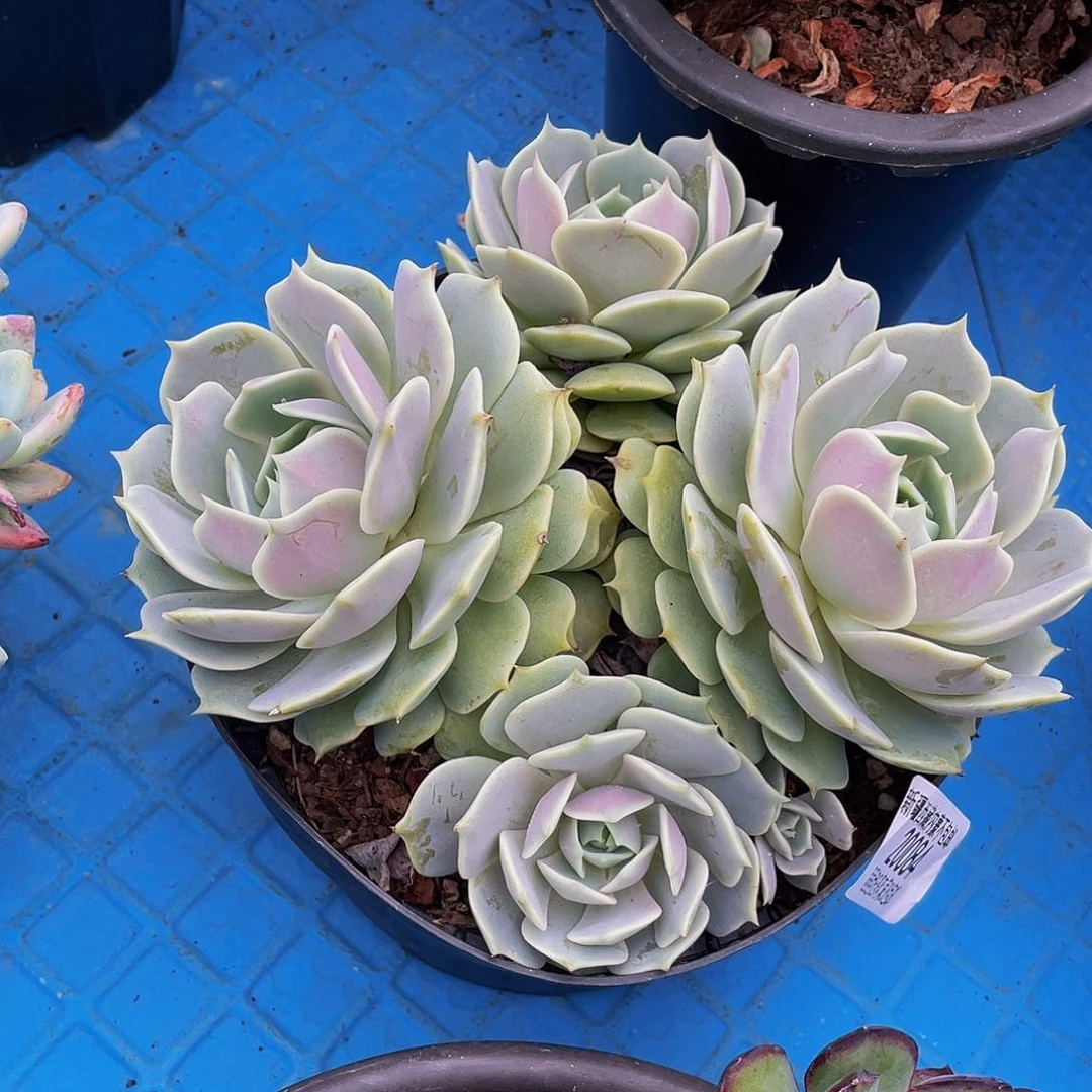 小**?露娜连20084多肉多肉