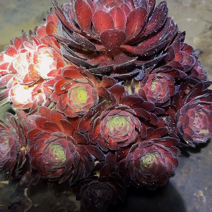 新品种黑魔捧花亏本福利