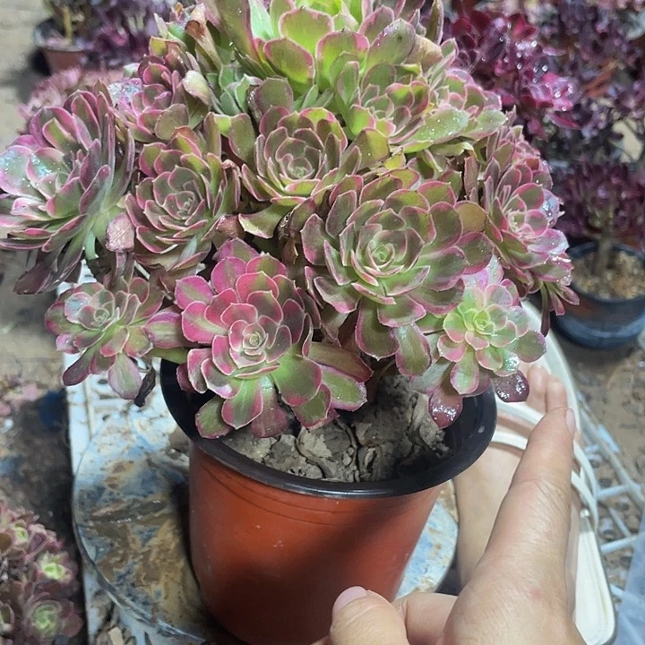 安娜精品脱土发货