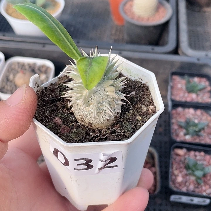 032惠比大黑块根，