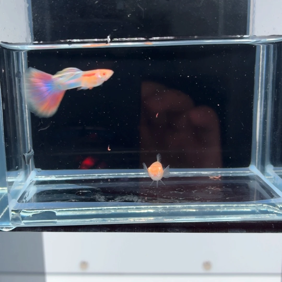 孔雀鱼天使彩虹一对（50）