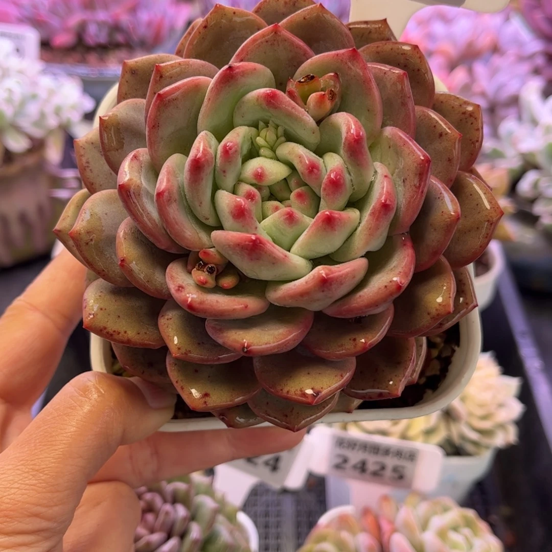 2426 满30包邮天冷地区必拍保温箱