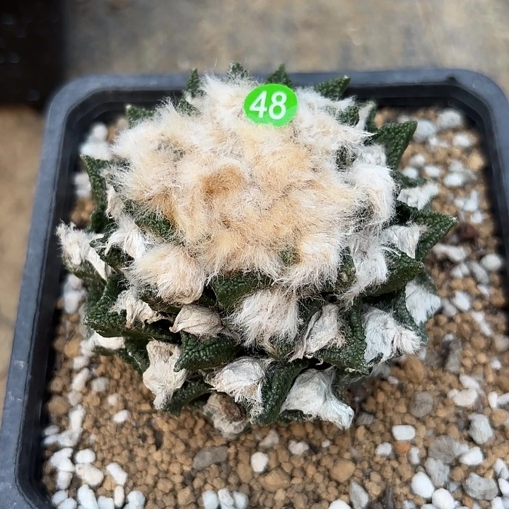熊***师袖蒲苗接落地仙人球48
