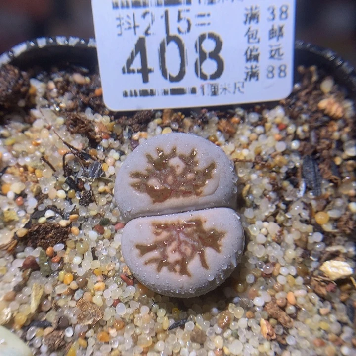 精品生石花215.408