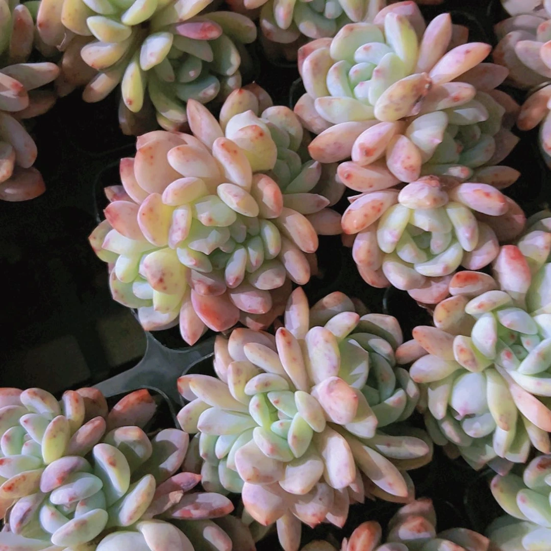 【闪购商品】4颗排排橙