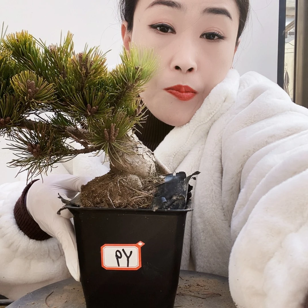 植物形态多年生草本