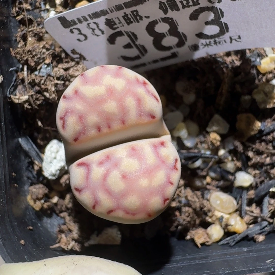 菲***崽zzzzz生石花肉锥383