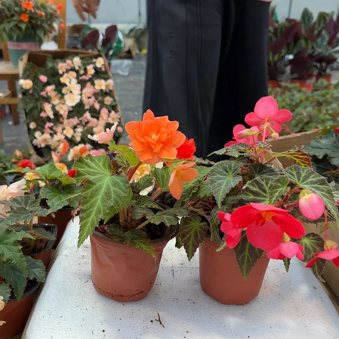 130香槟➕初吻，掉花折叶正常介意勿拍