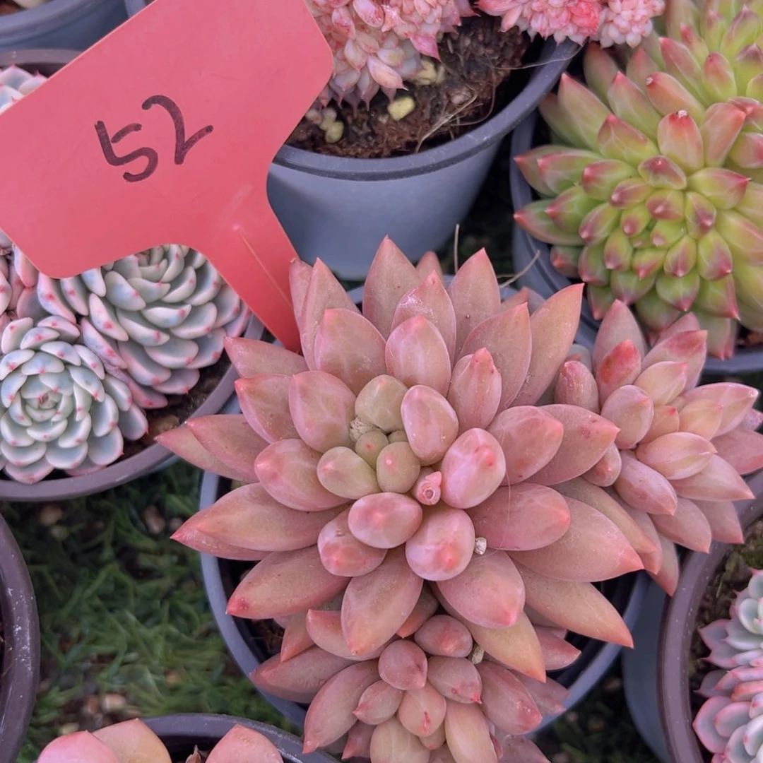 香玉的故事是一个人的故事