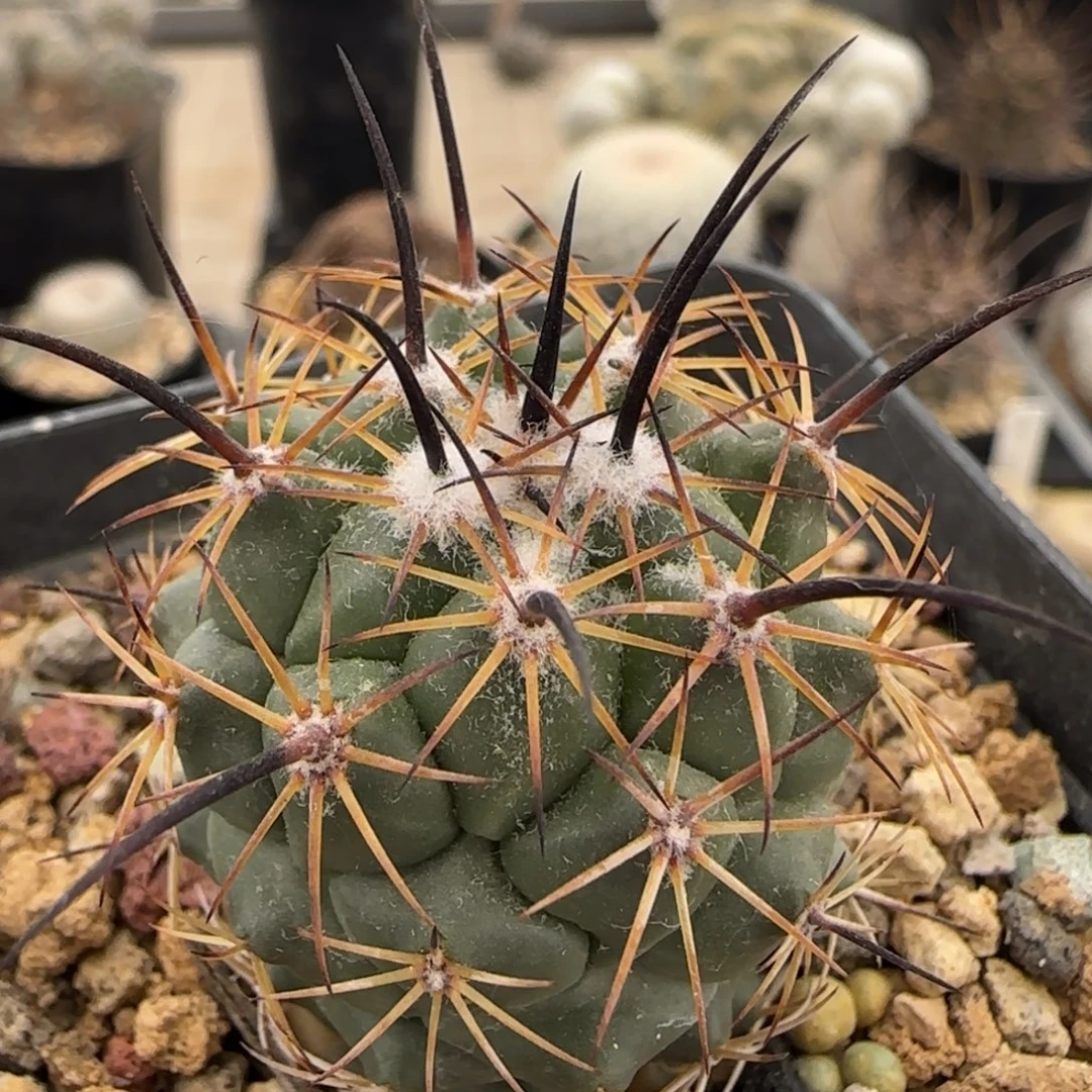 0054实生枪骑士多肉