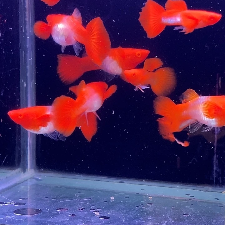 孔雀鱼红分水10条包邮