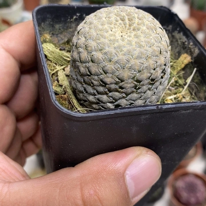 鱼鳞特价福利包邮