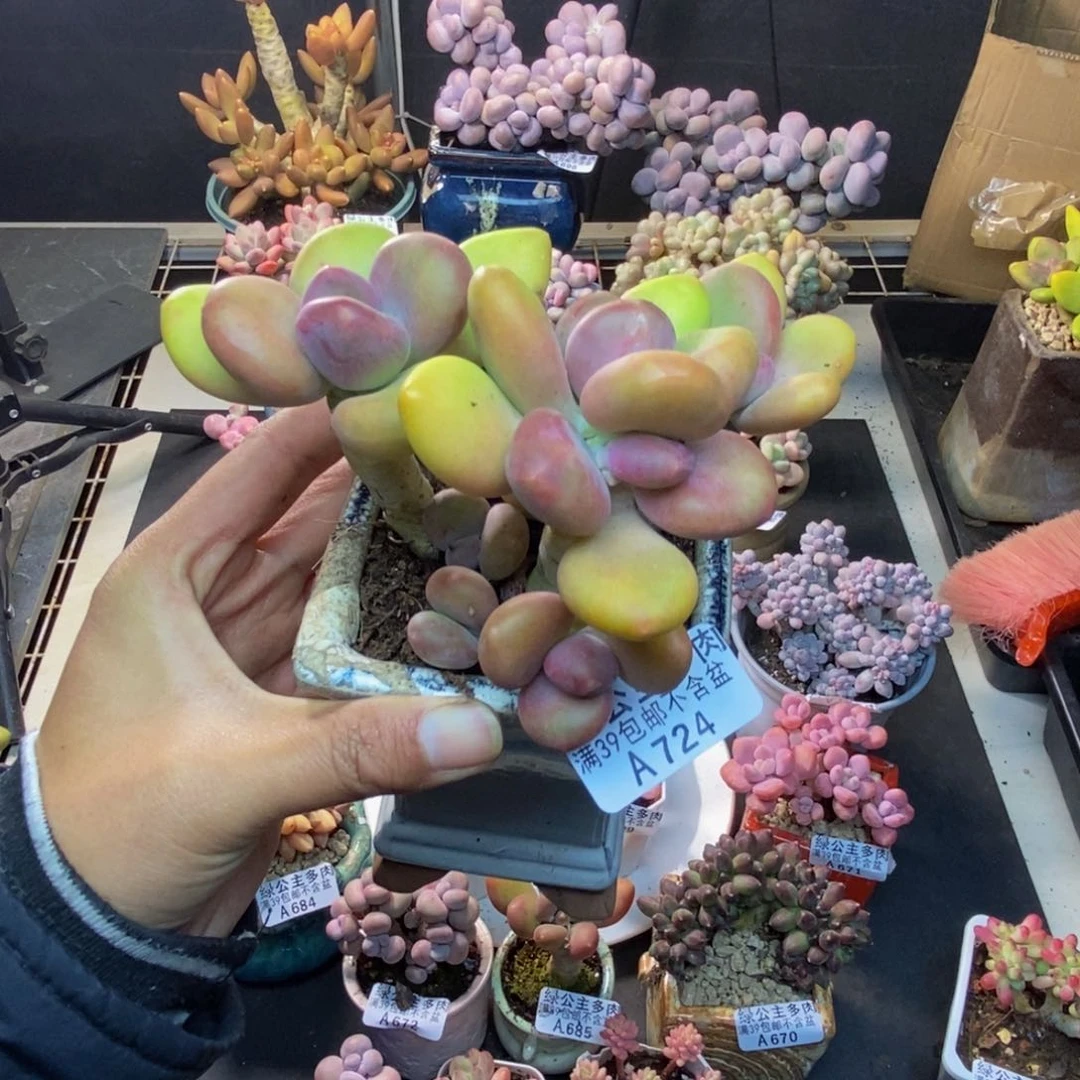 一**金724芒果奶多肉9c m