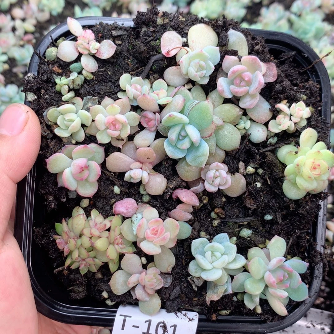 无花朵T101英语英语