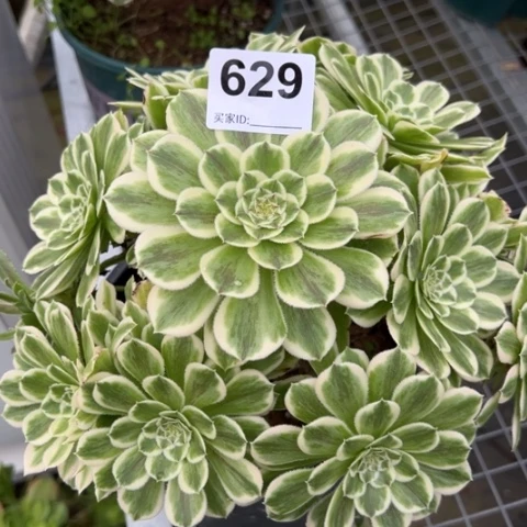 629碧浪25厘米左右