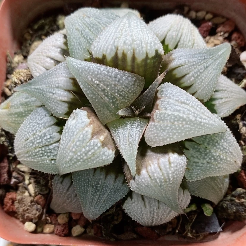 【闪购商品】82铝之星母本