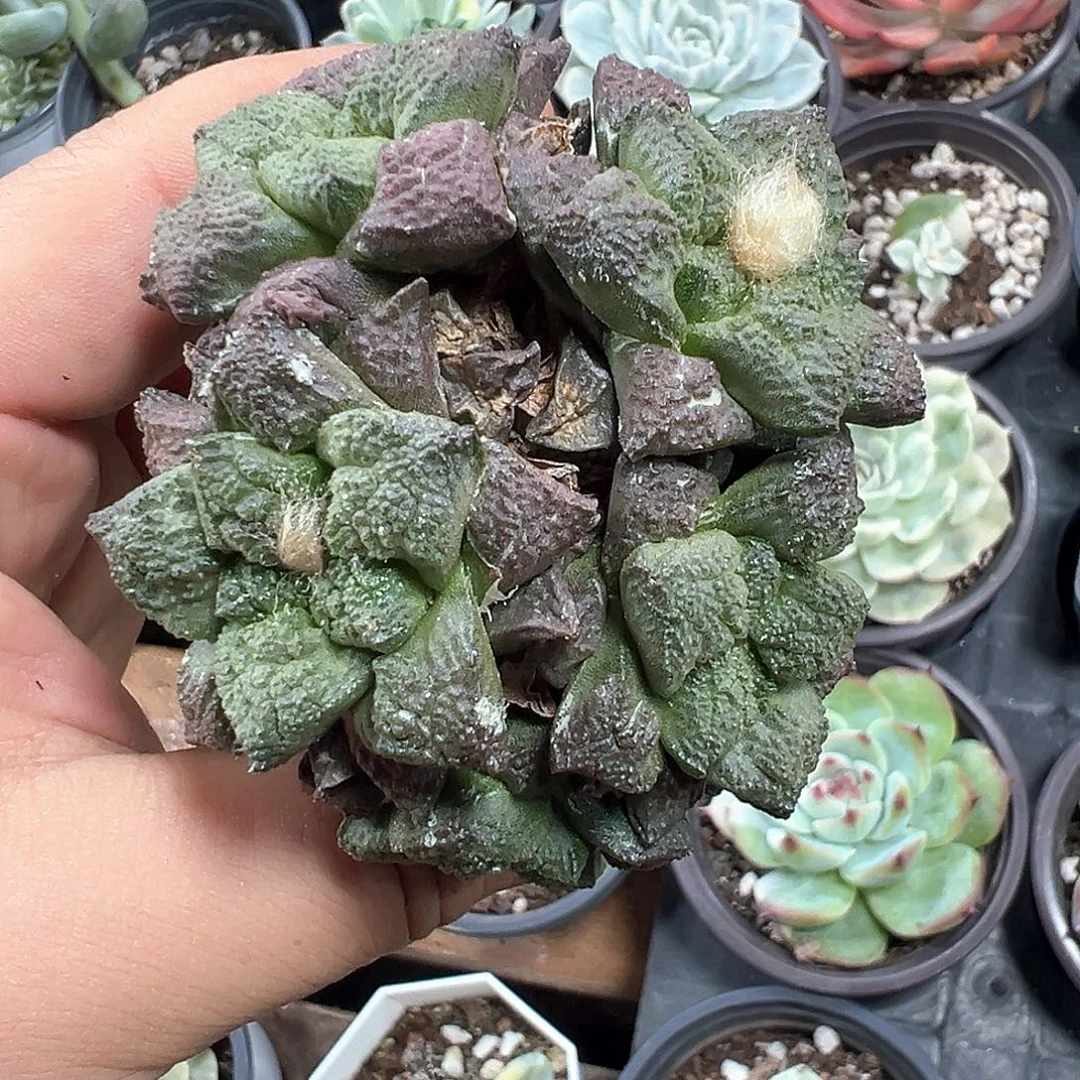 龟甲牡丹群 小方花圃一单包邮非偏远
